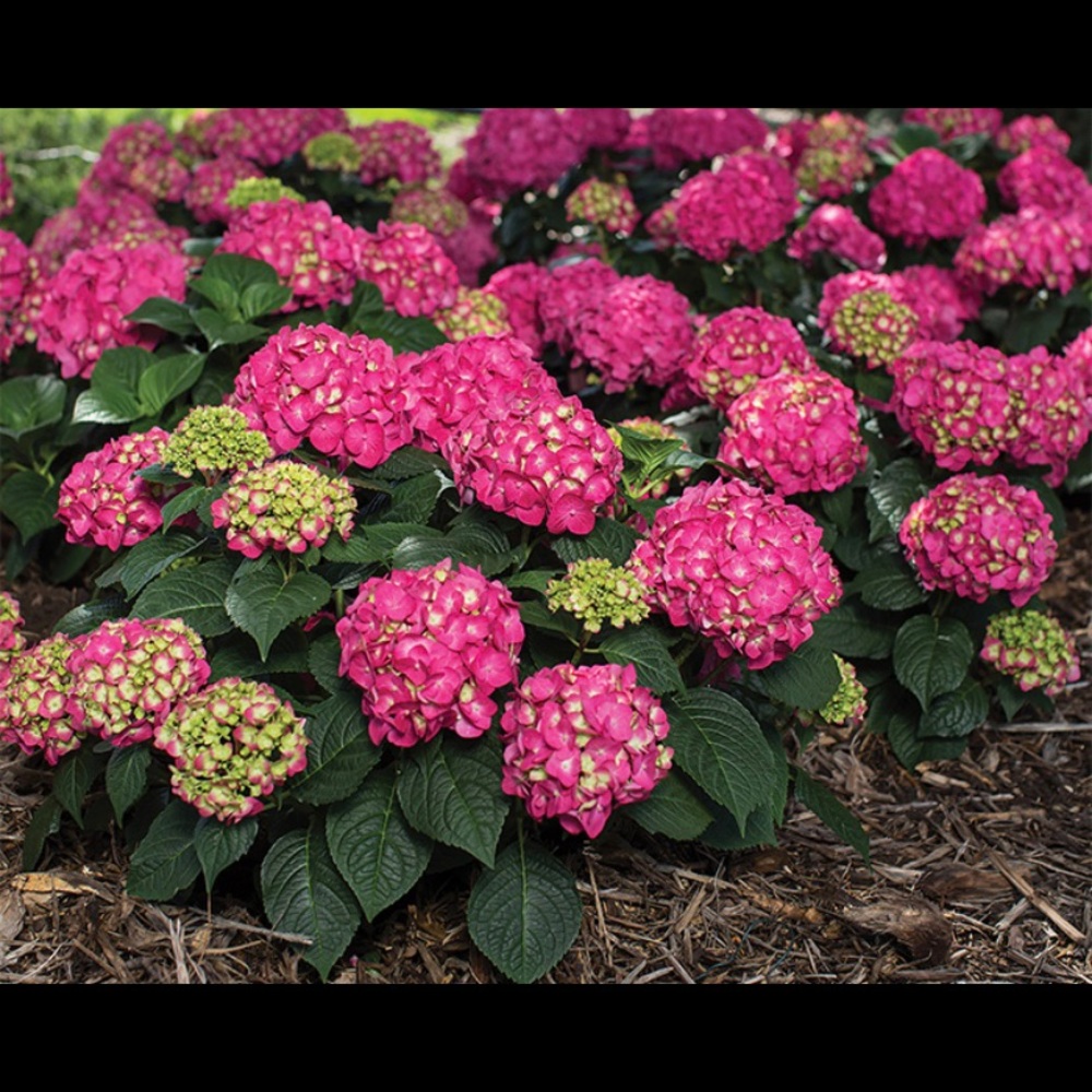 Meet your Posher, Mally